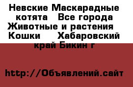 Невские Маскарадные котята - Все города Животные и растения » Кошки   . Хабаровский край,Бикин г.